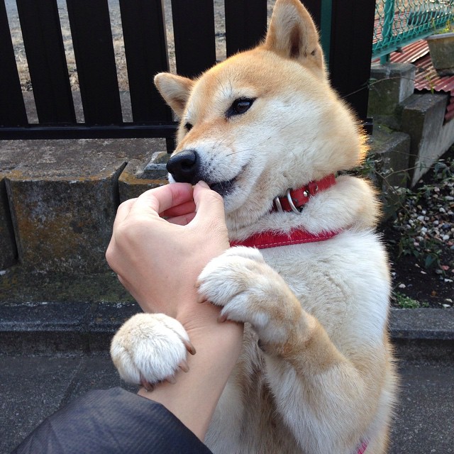 绿茵巅峰之战，库尔图瓦神勇爆发，荷兰力克美国晋级荣耀