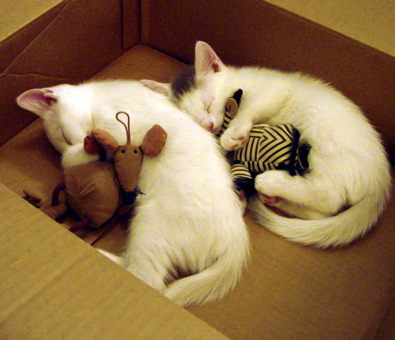 三分封神！库里奥运关键战之夜全程高能输出，诠释何为划时代巨星