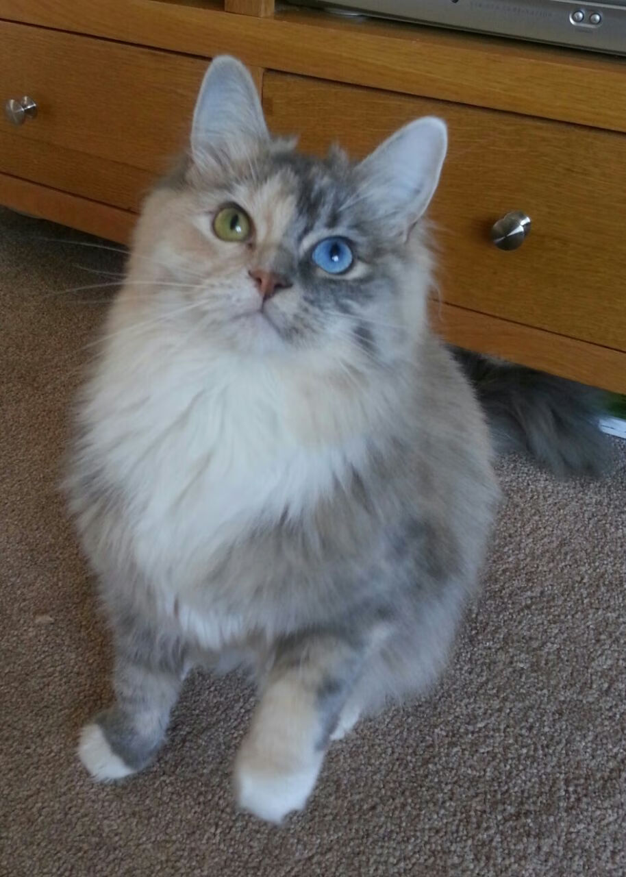 绿茵与草场，体育无疆界的激情共鸣