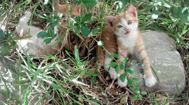 西亚卡姆爆发砍31+10，快船团队致胜稳稳拿下独行侠