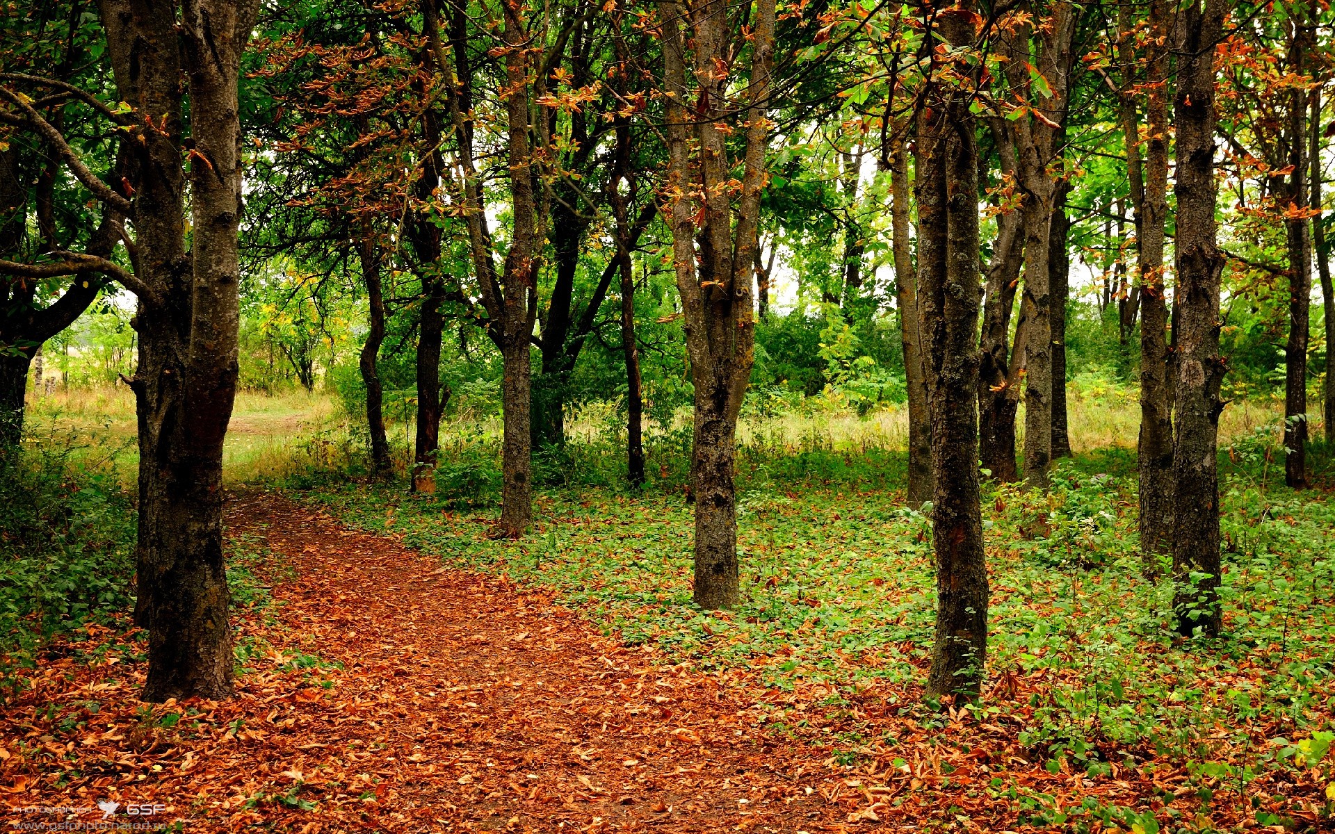埃及提前终结悬念伊朗，基耶萨压制级发挥引领足球盛宴