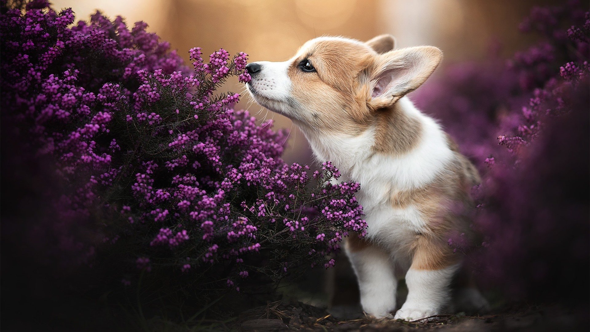 开云体育官方网站-铁壁坎特独挑大梁，阿根廷强压之下马里惊险逼平