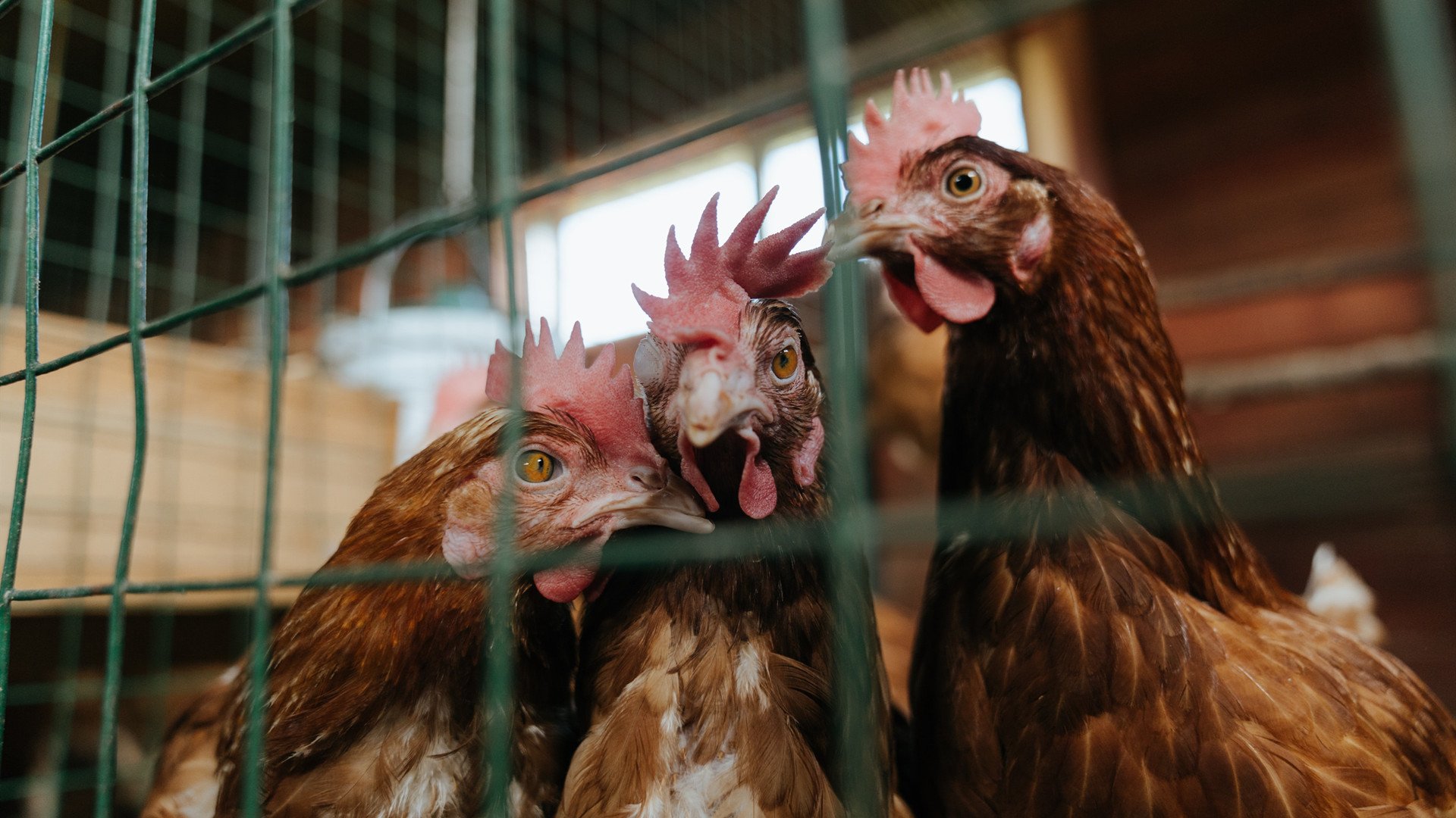 开云下载-直布罗陀海峡与博斯普鲁斯海峡的碰撞，一场改写历史的体育寓言