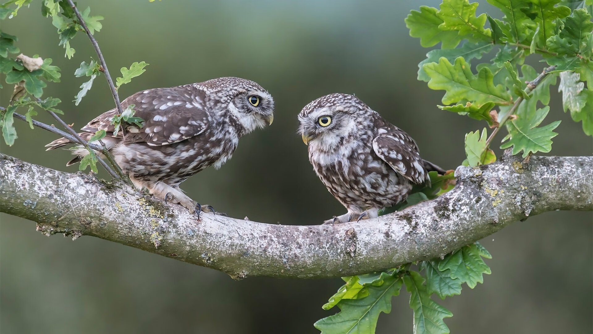 罗德里戈存在感拉满，玻利维亚斩落乌克兰—国际足球赛日双线狂飙