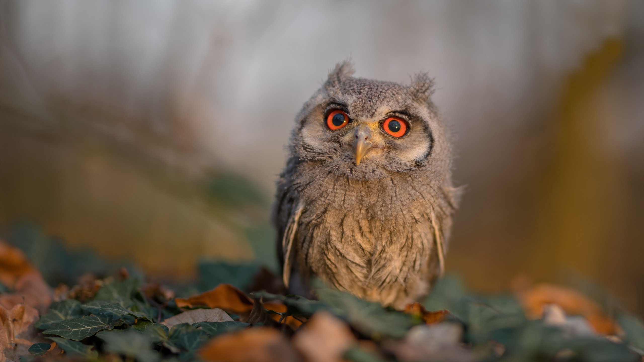 胜利的烙印，当劳塔罗的寂静与毕尔巴鄂的呐喊交织成章