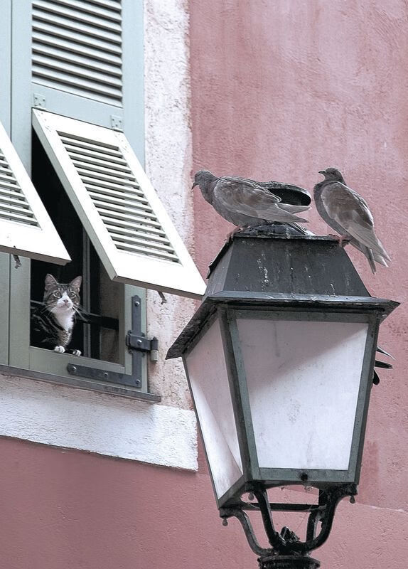 暴力美学与精密齿轮,当文班亚马接管欧洲,新疆队横扫北境