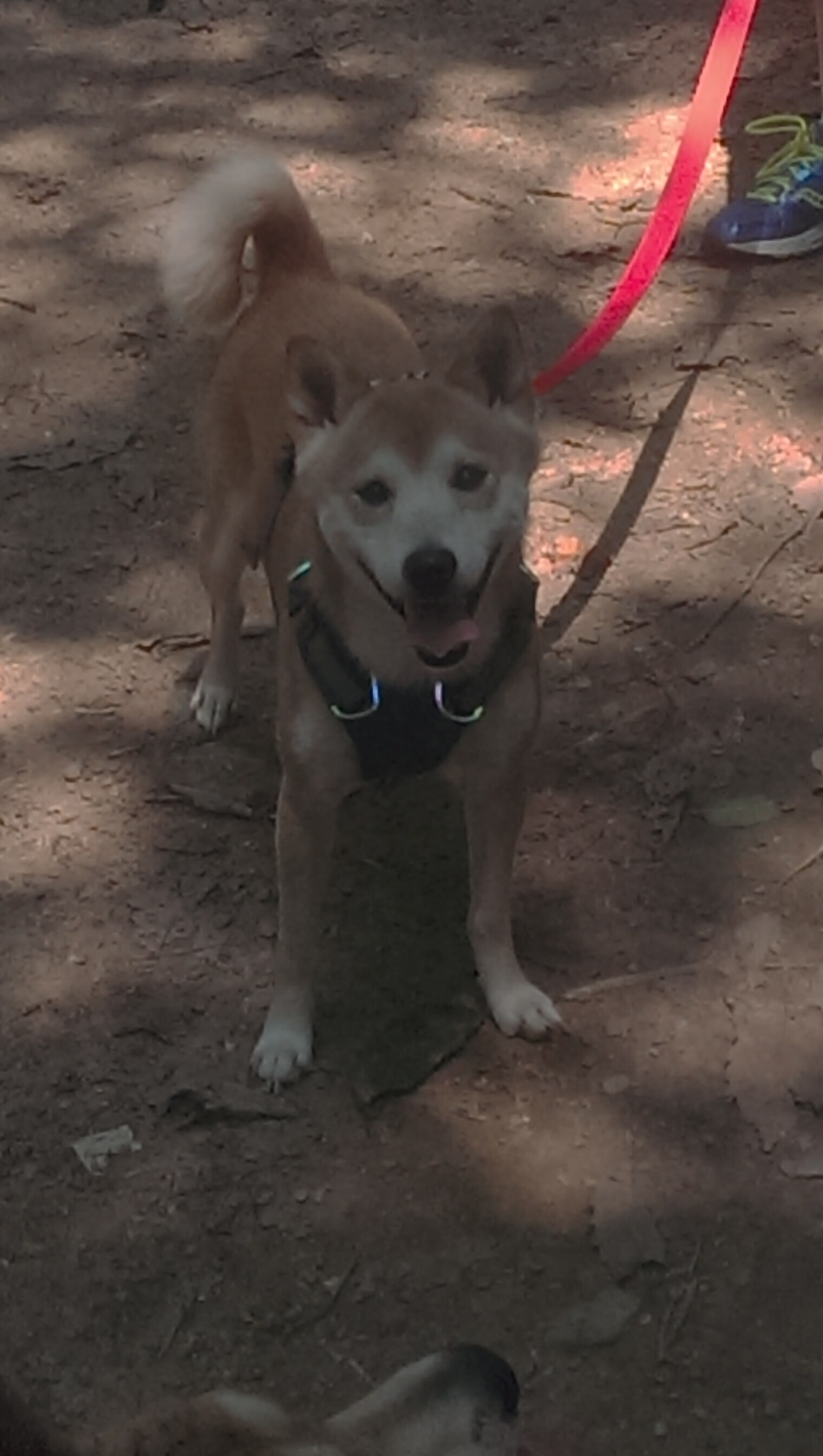 绝境与逆袭，从德甲争冠悬念到热火末节风暴