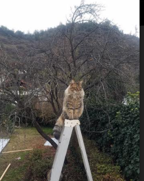 开云体育入口-恒星降临，库里加时绝境亮剑，照亮篮网险胜广东之夜