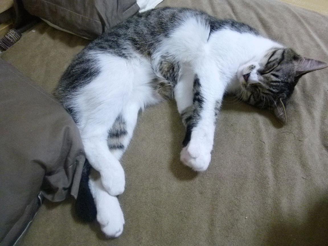 开云体育app-斗牛士军团碾压北欧海盗，压力之舞铸就若日尼奥爆发之夜