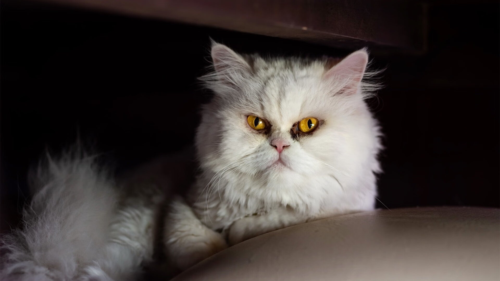 加时鏖战与赛道狂飙，热火险胜黄蜂与库里精神在F1争冠的映照