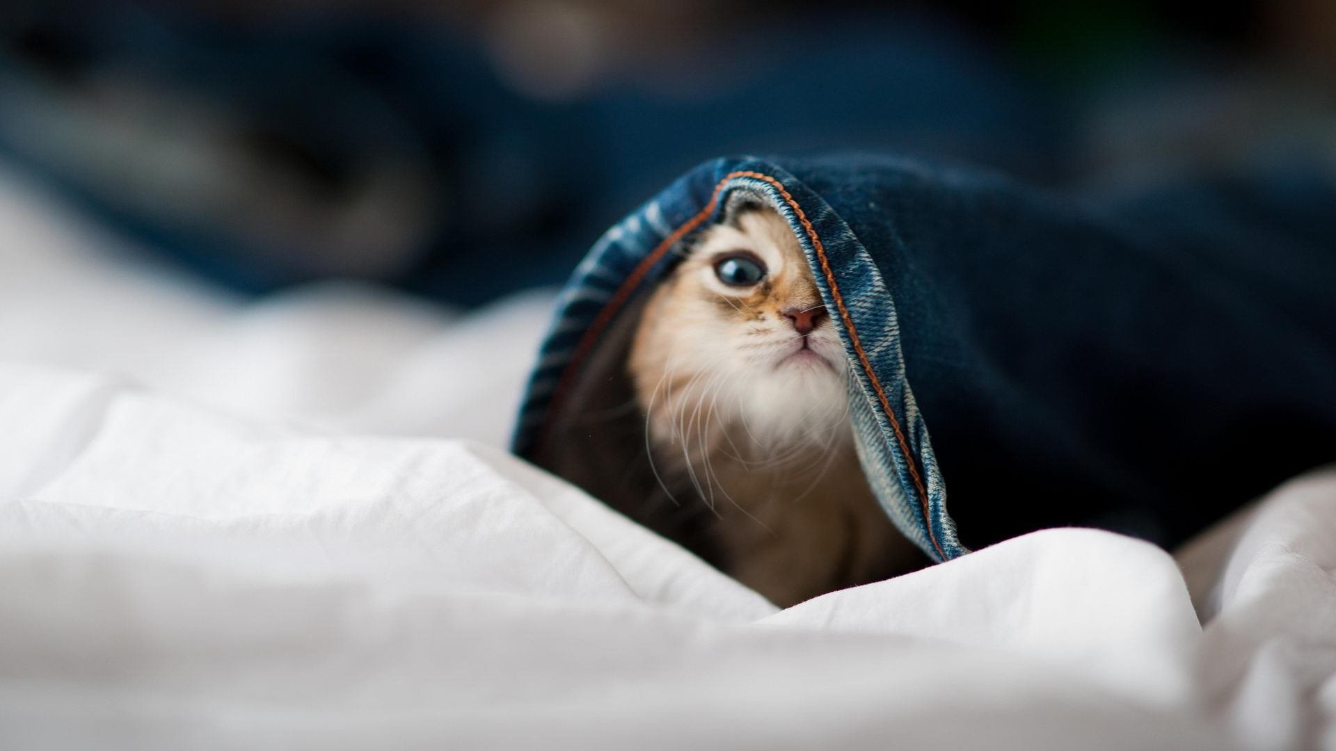 东西方篮球的碰撞，戈贝尔用实力捍卫传统中锋的尊严