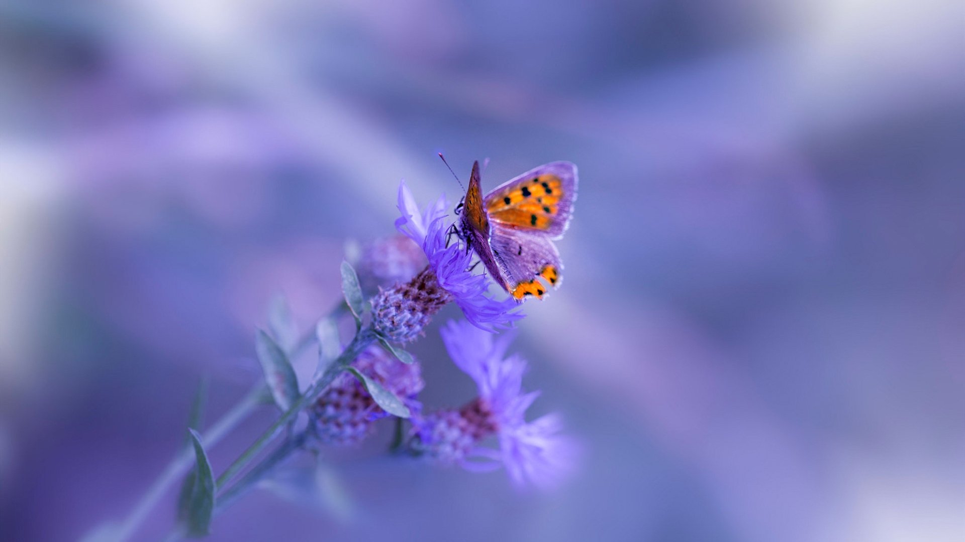 开拓者斩落马刺，哈登焦点战正名，NBA赛场上的双星闪耀