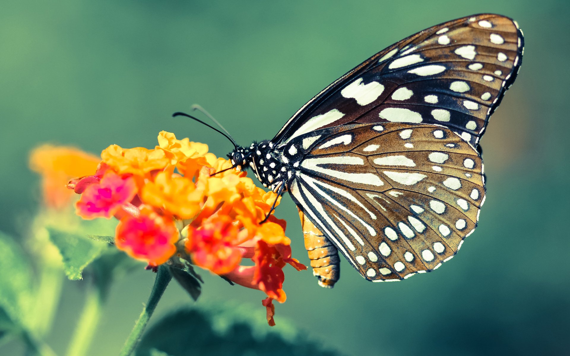 上海队爆冷击溃骑士,欧文独砍38分彰显巨星价值