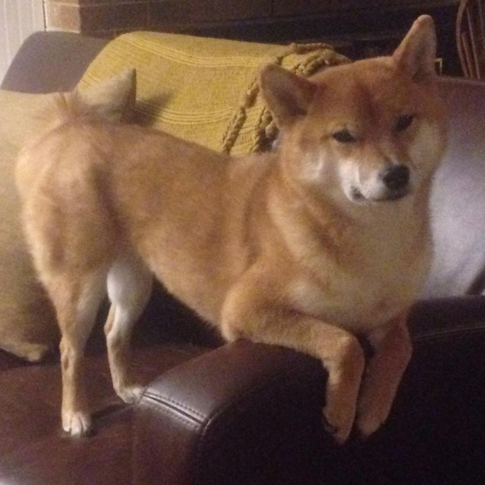 塞内加尔对阵马里，寻找阿圭罗式的大场面先生