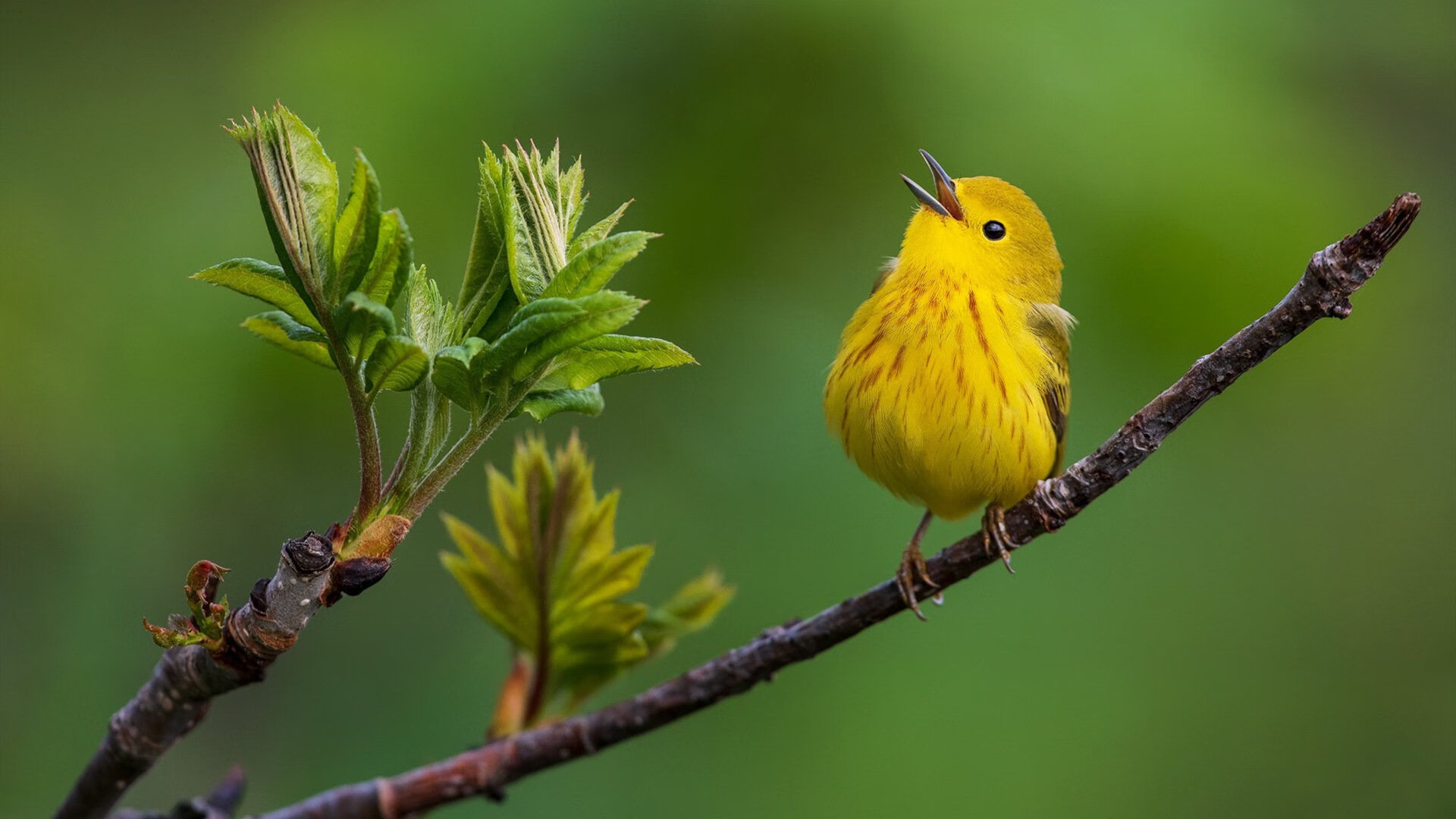 基米希的黄昏破晓，从哥伦比亚的绝杀回响，到2026的领袖加冕