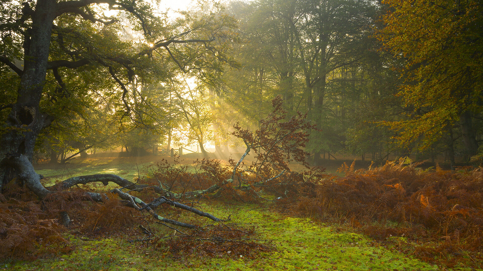 开云体育中国-天地交响，今夜，足球的狂浪与篮球的星辰共震
