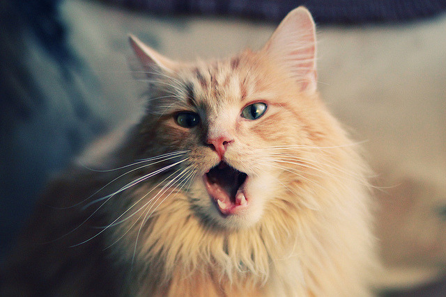 开云下载-强行终结，一名澳大利亚破壁者如何击碎马德里竞技的铁壁神话