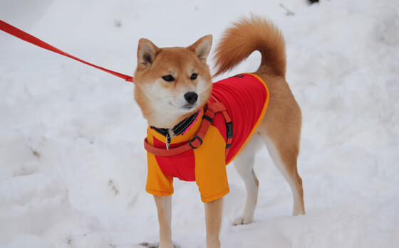 美加墨世界杯之夜，巴斯托尼稳定输出，防线坚如磐石